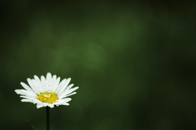 洋甘菊
