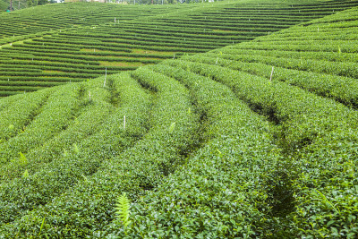 泰国的茶园。