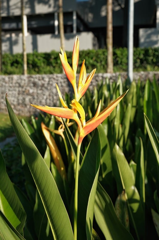 海里康属植物