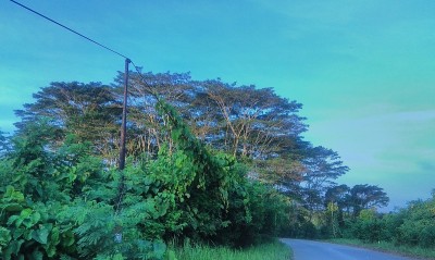 全景