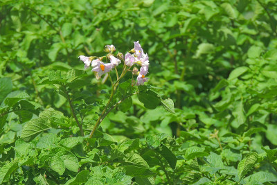 花园里的土豆