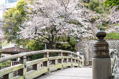 旭山公园里盛开的樱花