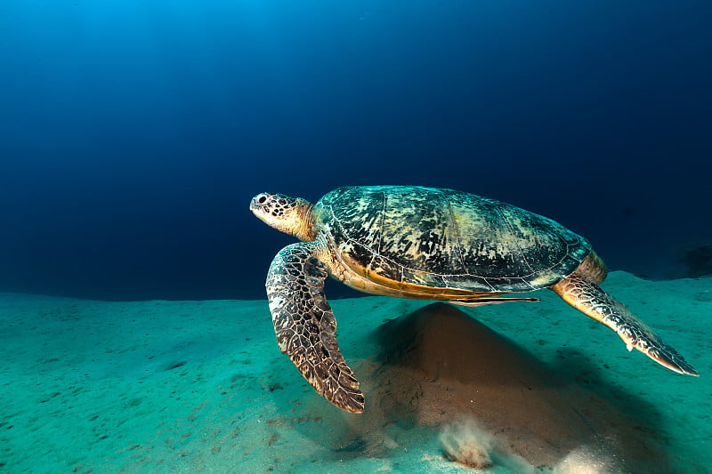 红海中的雄性绿海龟。