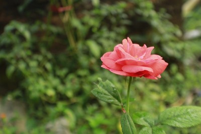 橙色玫瑰花。