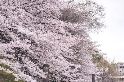 旭山公园里盛开的樱花