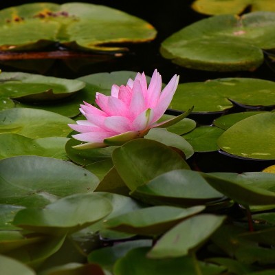 只有lily