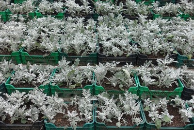 花市上的平底锅