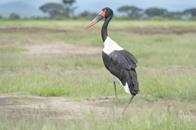 鞍嘴鹳(senegalensis)