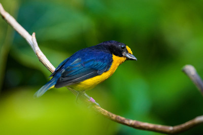 紫罗兰色的euphonia
