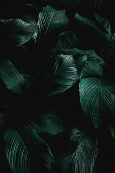 绿叶背景的特写自然视图
