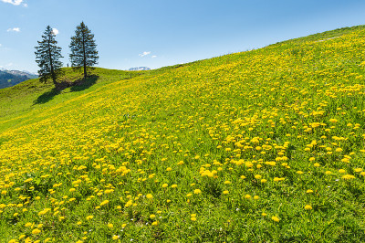 Brunni-Holzegg-Müsliegg Mythen地区的步道