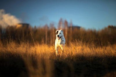户外中亚牧羊犬肖像