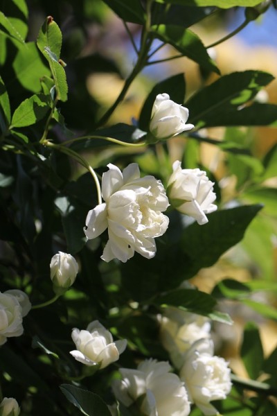 白色花式而优雅的“木库巴拉Rosa banksiae (mokoubara)”枝头开满了盛开的花朵