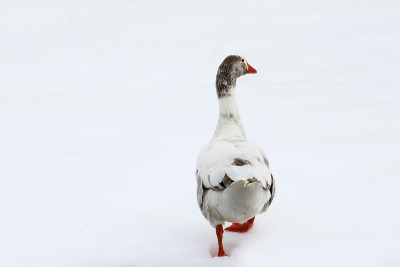 雪中的鹅