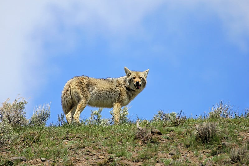 美丽的郊狼，拉丁名字Canis Latrans，在黄石国家公园，美国