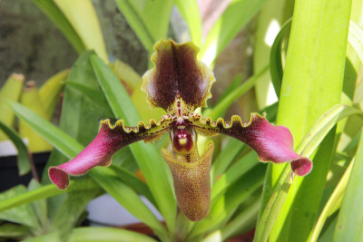 Paphiopedilum hirsutissimum。微距摄影兜兰背景。兰花盛开的特写。女式拖鞋兰