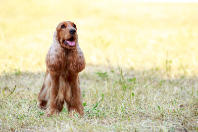 犬种美国可卡犬