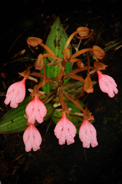 粉色龙花(Pink - lipper Habenaria)