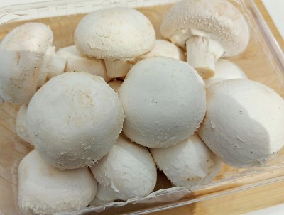 可食用的蘑菇,冠军