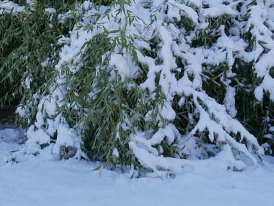 刚雪的竹子