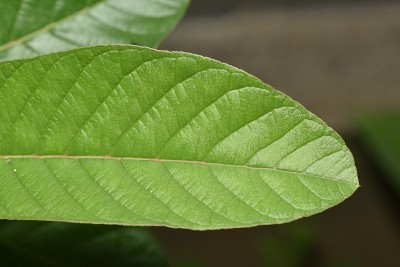 番石榴叶