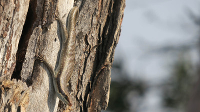 在树干上发现的非洲小蜥蜴。拉丁名称:Trachylepis striata