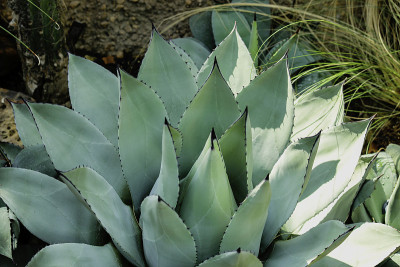 agave shawii, Asparagaceae