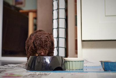 迷你贵宾犬小狗