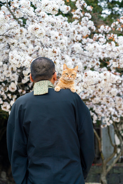 和尚抱着一只猫在樱花下