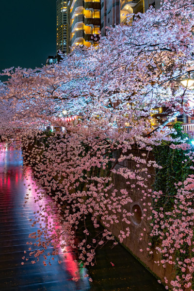 目黑樱花