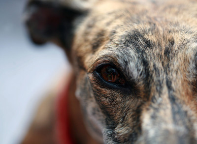 Galgo的眼睛