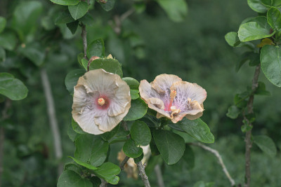 靠近美丽的芙蓉花在花园里。
