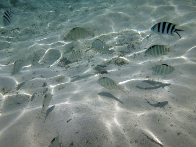 波拉波拉岛，马蒂拉海滩岩石周围的鱼类和海洋生物