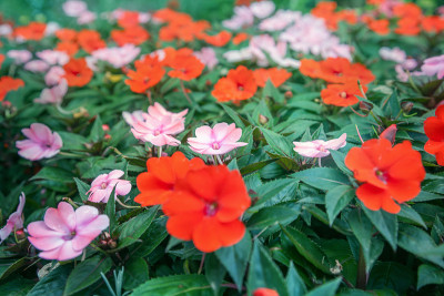 花