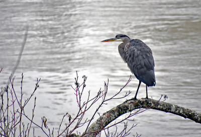 Blue Heron