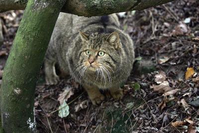 欧洲野猫，欧洲野猫，成体