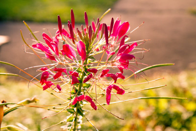 蜘蛛花