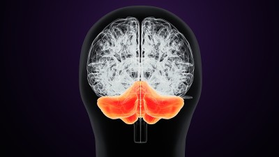 人脑交叉解剖学的三维渲染