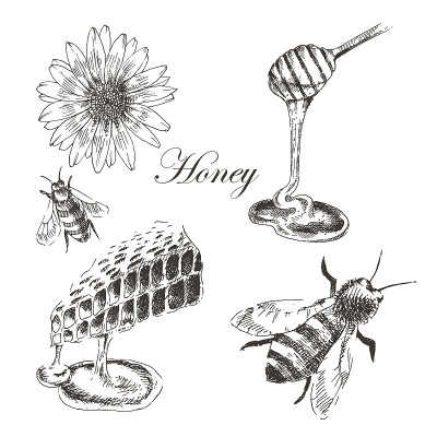 载体蜂蜜，蜂窝，蜜杆，蜜蜂插图。详细手绘草图