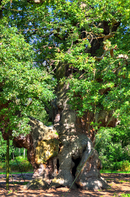 Major Oak, Sherwood Forest，诺丁汉郡