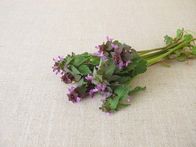 一种带有紫色死荨麻的草本花束