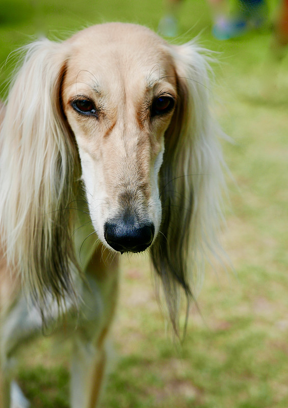 视觉猎犬在草地公园区域