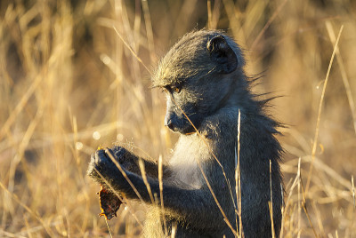 Baboon.Monkey.South非洲