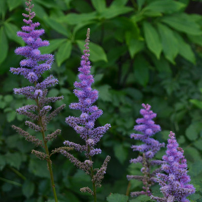 紫色Astilbe花