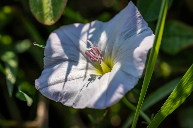 森林中盛开的旋花(convolus arvensis)