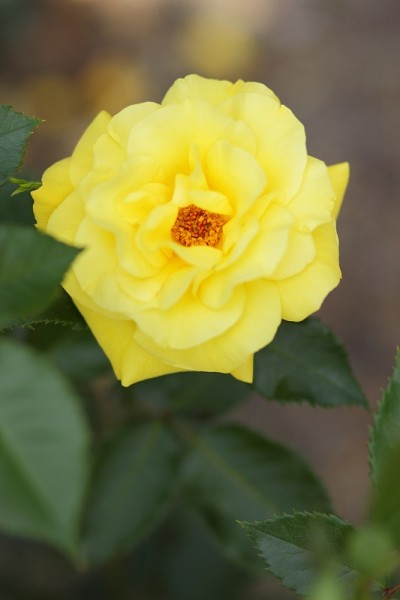 情人节，黄玫瑰，3月8日，贺卡与鲜花的节日，自然的背景，黄花波普艺术风格，极简主义