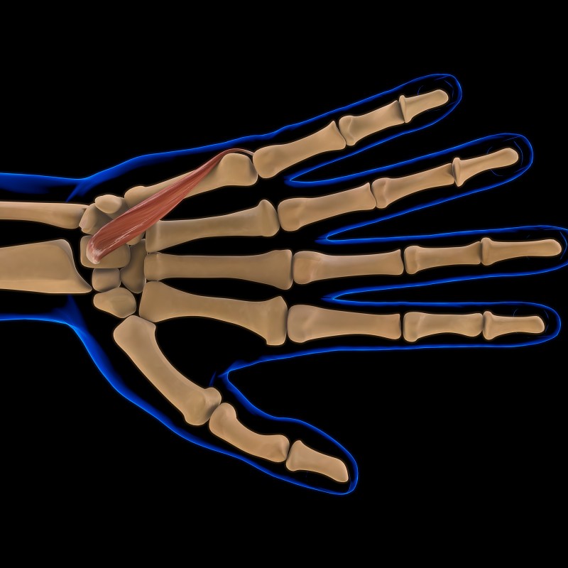 指屈肌短肌解剖医学概念3D插图