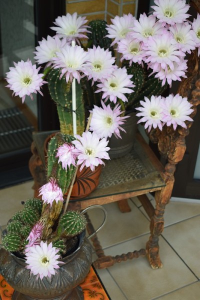 “夜后“仙人掌花