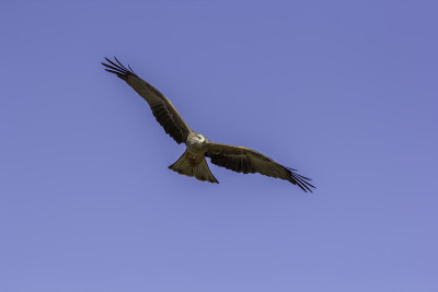 成年雄性红风筝(Milvus Milvus)在飞行