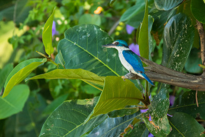 金费舍尔，Todiramphus chloris, Mui, Vetnam。
